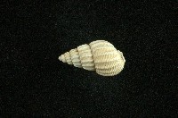 藏品(織紋螺)的圖片